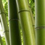 Il bambù cavo